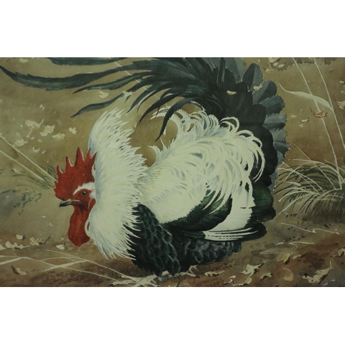 3157 - Charles Frederick Tunnicliffe (1901 - 1979): limited edition lithograph, Cockerel, no 210/350, 42 x ... 