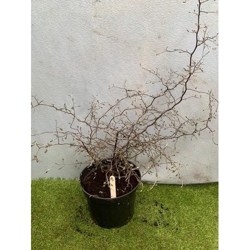 1643 - Crokia Cotoneaster Shrub. Not available for in-house P&P