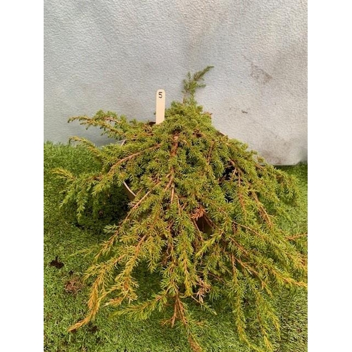 1645 - Juniper Conifer. Not available for in-house P&P