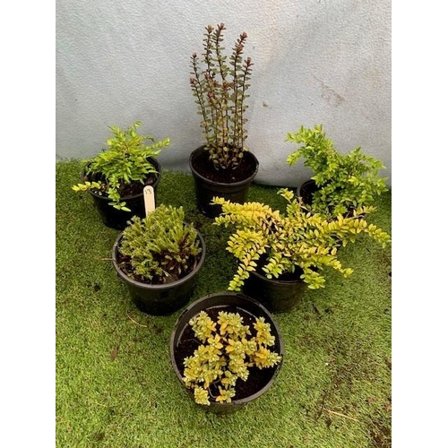 1653 - Six Mixed Evergreen Shrubs. Not available for in-house P&P