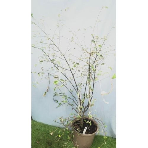 1655 - Cotoneaster Tree. Not available for in-house P&P