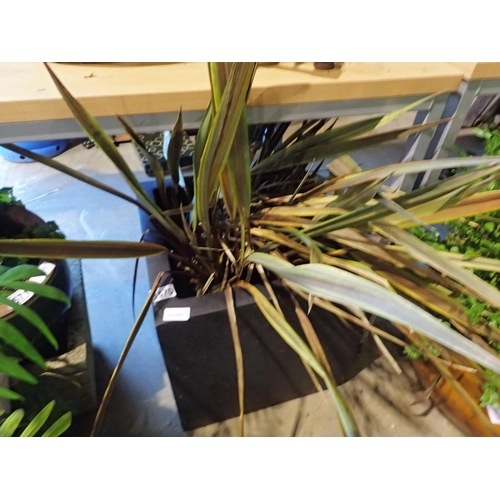 1570 - Large square garden plant with cordyline, 50 x 50 x 50 cm H. Not available for in-house P&P