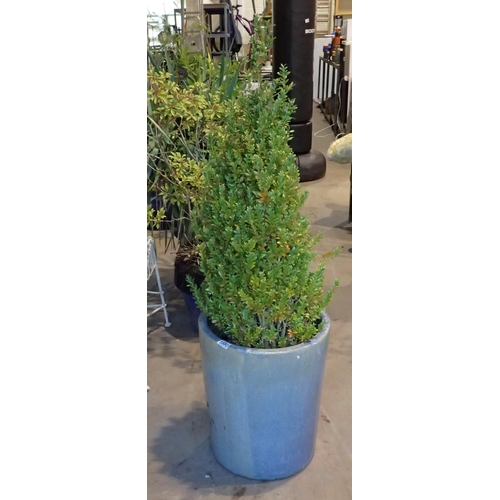 1580 - Blue glazed plant pot planted with a box plant, H: 120 cm. Not available for in-house P&P