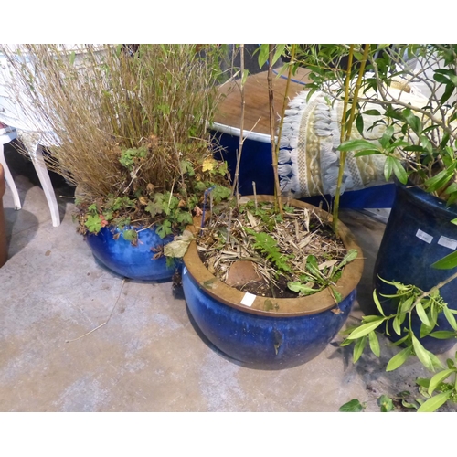 1579H - Pair of large blue glazed plant pots, planted with bamboo, H: 300 cm. Not available for in-house P&P