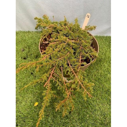 1592 - Juniper Conifer. Not available for in-house P&P