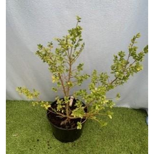 1598 - Japanese Holly. Not available for in-house P&P