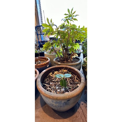 1579B - Large blue glazed planter with a Castor Oil plant and matching empty pot. Not available for in-house... 