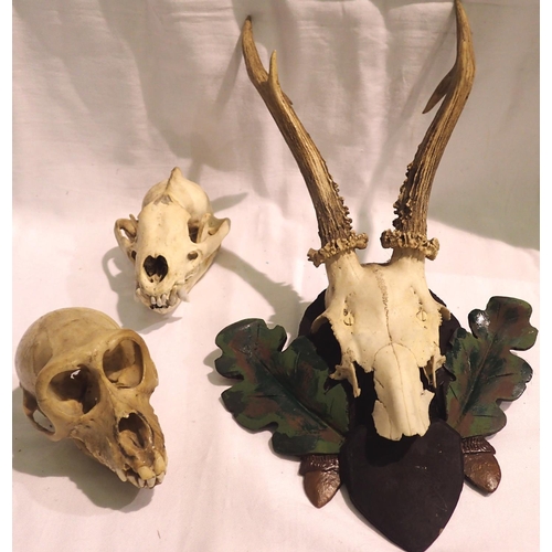 1101 - Three mammal skull specimens. P&P Group 3 (£25+VAT for the first lot and £5+VAT for subsequent lots)