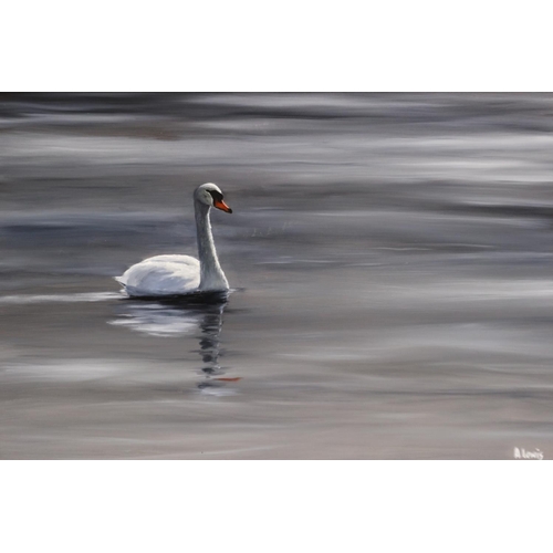 2036 - Alan Lewis (B. 1944): oil on board, a lone swan on still water, 75 x 50 cm. P&P Group 3 (£25+VAT for... 