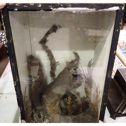 1403 - Taxidermy grey squirrel in display case, overall 45 x 30 cm, squirrel has lost some fur to face, dis... 