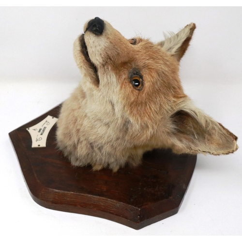 382 - Mounted taxidermy fox mask with glass eyes and plaque, 20 x 24 cm, 1949 taxidermist label tor ear. P... 