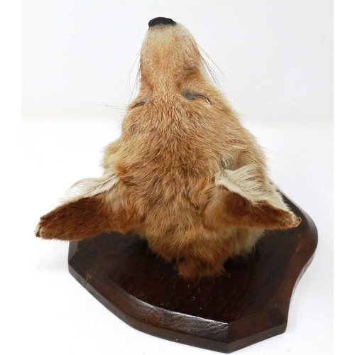 382 - Mounted taxidermy fox mask with glass eyes and plaque, 20 x 24 cm, 1949 taxidermist label tor ear. P... 