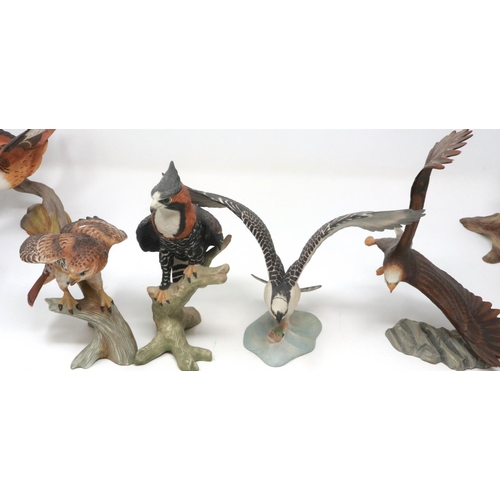 216 - Twelve Franklin Mint porcelain birds of prey. P&P Group 2 (£18+VAT for the first lot and £3+VAT for ... 