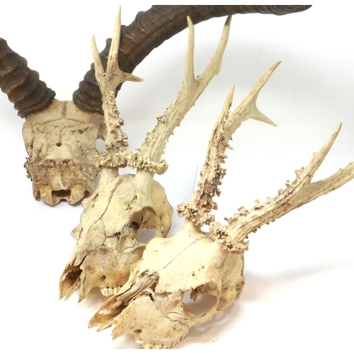 340 - Four taxidermy deer skulls, some losses throughout. Not available for in-house P&P