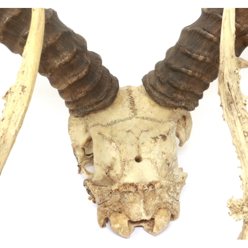 340 - Four taxidermy deer skulls, some losses throughout. Not available for in-house P&P