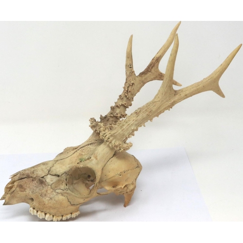 340 - Four taxidermy deer skulls, some losses throughout. Not available for in-house P&P