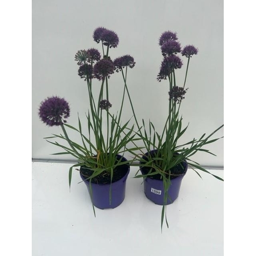 1599 - Two Perennial Purple Allium. Not available for in-house P&P