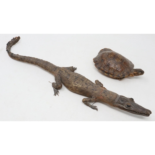 149 - Small taxidermy crocodile and turtle, largest L: 35 cm. UK P&P Group 2 (£20+VAT for the first lot an... 