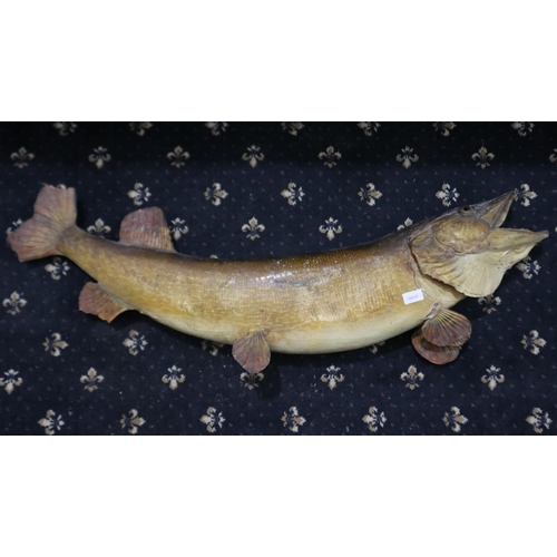 425 - Wall mounted taxidermy exhibit of a pike fish, L: 107 cm. Not available for in-house P&P