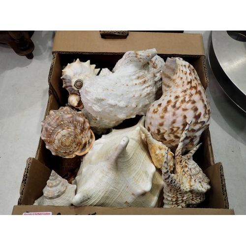 1398 - Collection of large sea shells and conches. Not available for in-house P&P