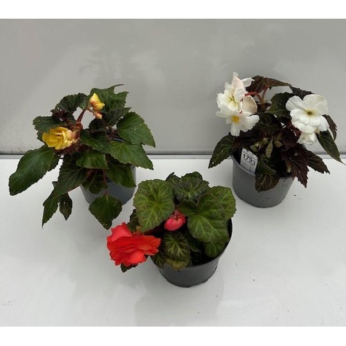 1793 - Three large Begonias. Not available for in-house P&P