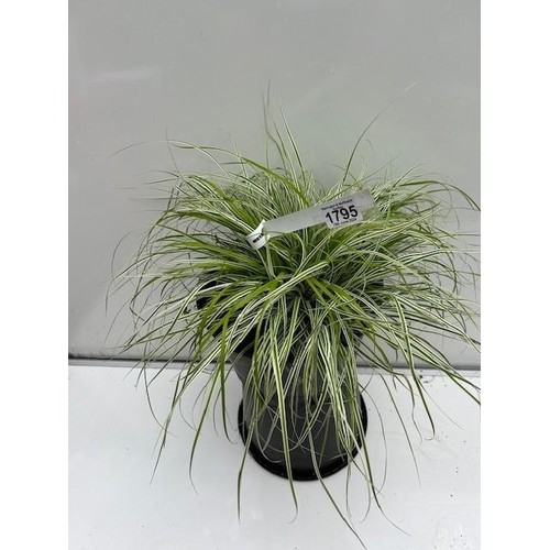 1795 - Carex evergreen grass. Not available for in-house P&P