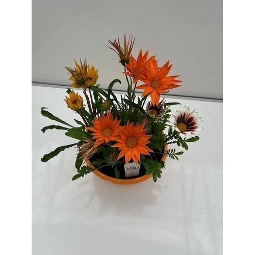 1593 - Gazinia planted pot. Flowers open in the sun. Not available for in-house P&P