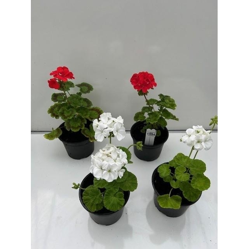 1594 - Four large Geraniums. Two white & two red. Not available for in-house P&P