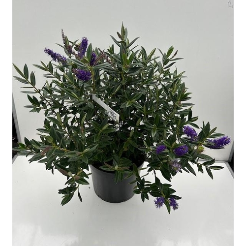 1595 - Large Purple perennial Hebe. Not available for in-house P&P