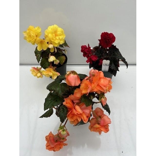 1598 - Three large Begonias. Not available for in-house P&P