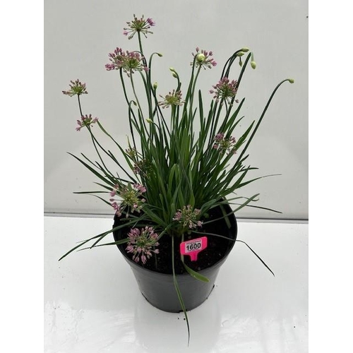 1600 - Large perennial Allium. Not available for in-house P&P