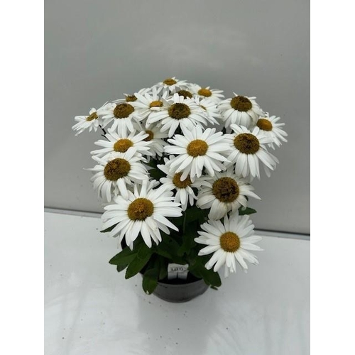 1602 - Perennial Leucanthemum - Shasta Daisy. Not available for in-house P&P