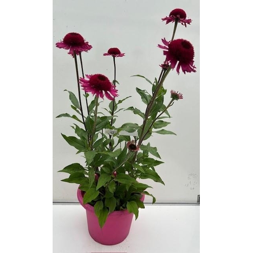 1603 - Large flowering perennial flowering Echinacea - Delicious Candy. Not available for in-house P&P