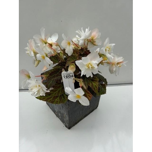 1604 - White Begonia in heavy slate planter. Not available for in-house P&P