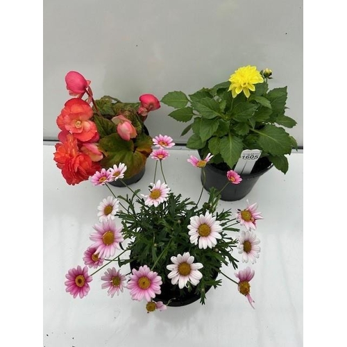 1605 - Three large summer pots. Begonia, Dahlia and Marguerite Daisy. Not available for in-house P&P