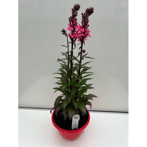 1607 - Perennial Red Lobelia. Not available for in-house P&P