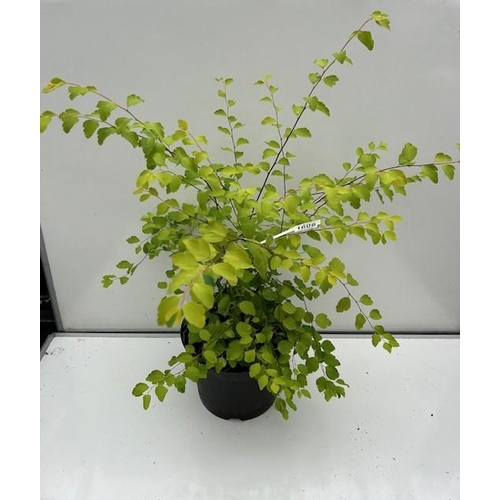 1608 - Bridalwreath Spirea Shrub. Not available for in-house P&P