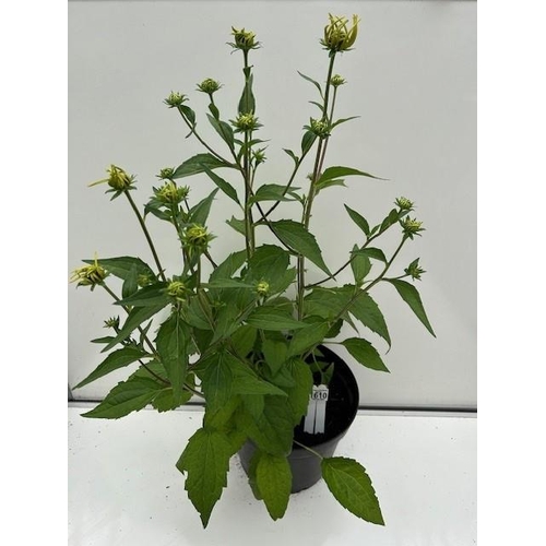 1610 - Large perennial Rudbeckia. Not available for in-house P&P