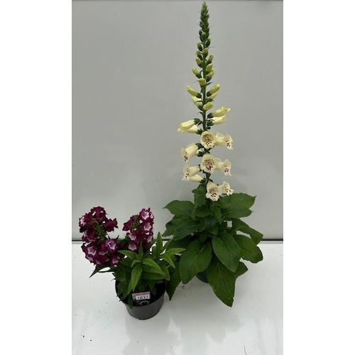 1611 - Two large perennial pots. Violet Penstemon and Cream Digitalis. Not available for in-house P&P