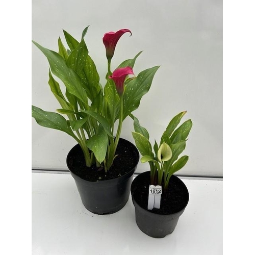 1612 - Two Perennial Canna Lilies. Pink and White. Not available for in-house P&P