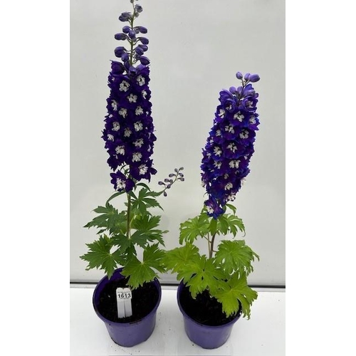 1613 - Two perennial Purple Delphiniums. Not available for in-house P&P