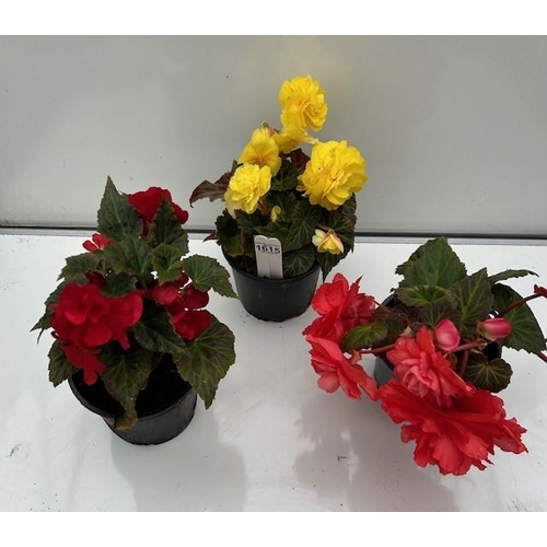 1615 - Three large Begonias. Not available for in-house P&P