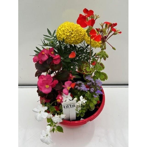 1616 - Colourful planted pot. Not available for in-house P&P