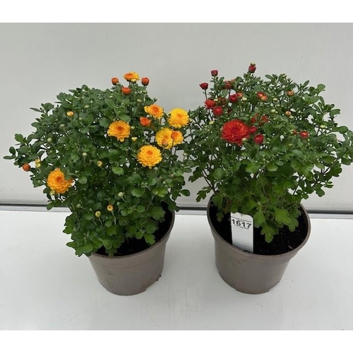 1617 - Two scented perennial Chrysanthemum. Not available for in-house P&P