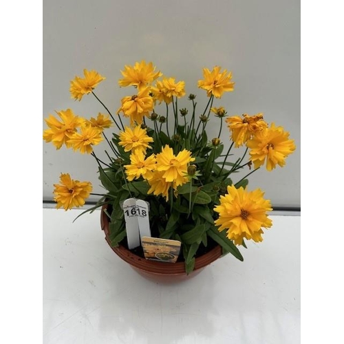 1618 - Perennial flowering Coreopsis Grandiflora. Not available for in-house &P