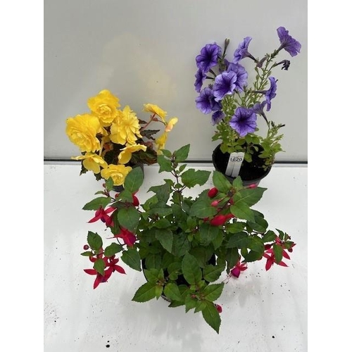 1620 - Three large summer pots. Begonia, Petunia and Fuchsia. Not available for in-house P&P