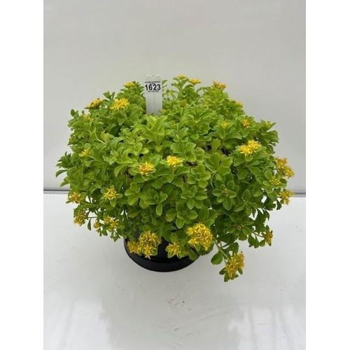 1623 - Large perennial flowering yellow stonecrop. Not available for in-house P&P