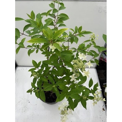 1626 - Bombshell Hydrangea Shrub. Not available for in-house P&P