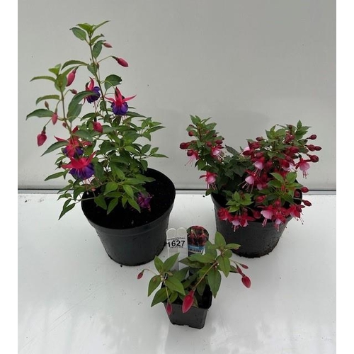 1627 - Three hardy Fuchsia. Not available for in-house P&P