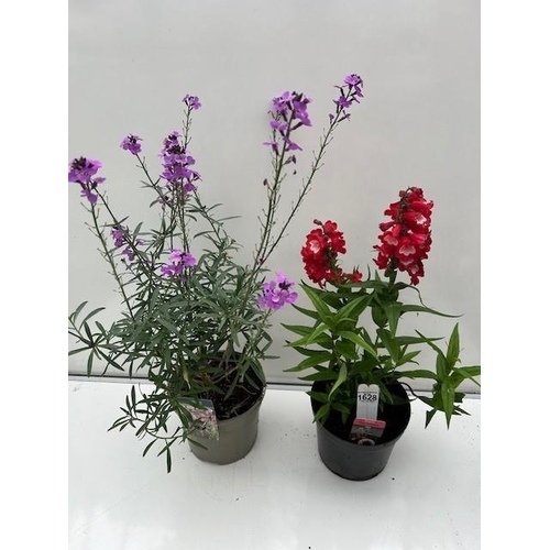 1628 - Two large perennial pots. Red Penstemon and Erysimum. Not available for in-house P&P